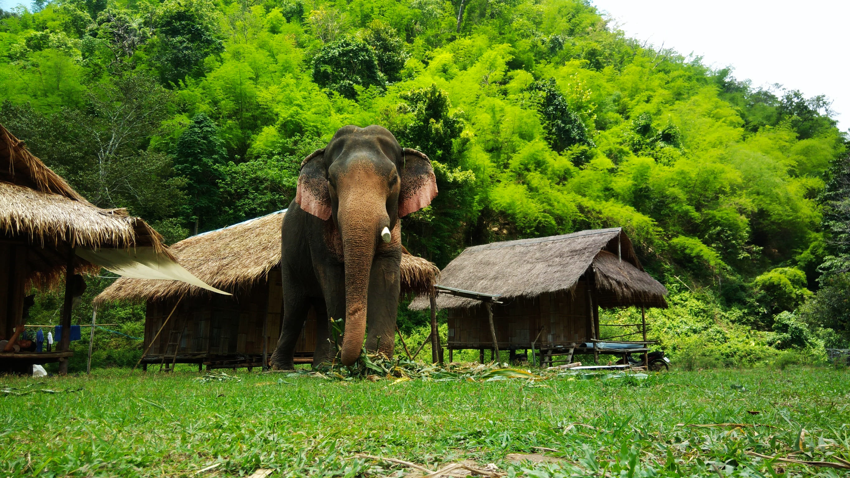 Elephant - Chang Thai Heritage